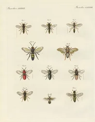 Seltsame Insekten