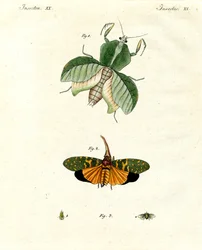 Seltsame Insekten