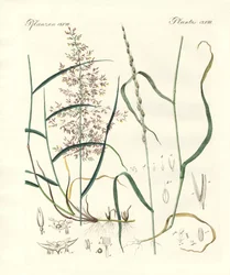 Seltsame Arten von Kräutern