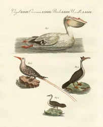 Seltsame Schwimmvögel