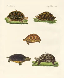 Seltsame Schildkröten