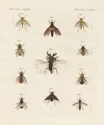 Seltsame zweiflügelige Insekten
