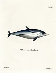 Streifendelfin