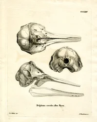 Schädel des Streifendelfins (farbige Gravur)