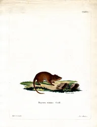 Sumpf-Antechinus