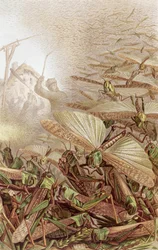 Schwarm von Wanderheuschrecken, Tafel aus Brehms Tierleben: Allgemeine Kunde des Tierreichs, Bd. 9, S. 592, veröffentlicht vom Bibliographischen Institut, 1892