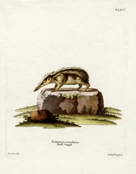 Schwanzloser Tenrek