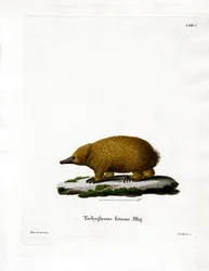 Tasmanischer Kurzschnabeligel