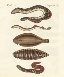 Schmackhafte Fische