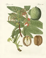 Der gewöhnliche Walnussbaum