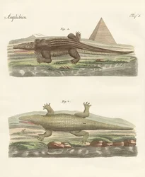 Das Krokodil