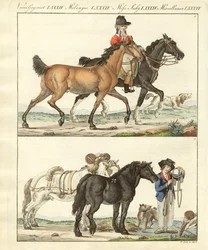 Das Pferd mit seinen verschiedenen Arten
