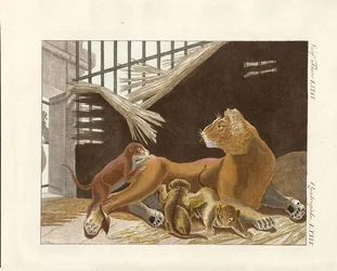 Die Löwin und ihre Jungen (kolorierte Gravur)