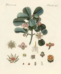 Die rosafarbene Clusia