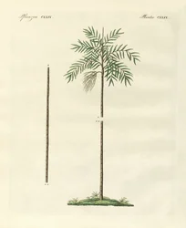 Die schlanke Palme von New Ireland