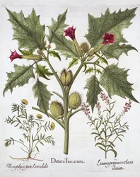 Stechapfel, Gamander und Purpur-Leinkraut, aus Hortus Eystettensis, von Basil Besler, veröffentlicht 1613