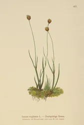 Dreihüllige Binse (Juncus triglumis)