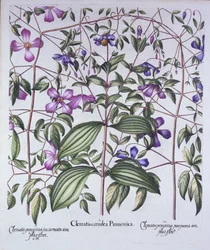Drei Arten von Clematis, aus Hortus Eystettensis, von Basil Besler, veröffentlicht 1613