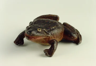 Kröte