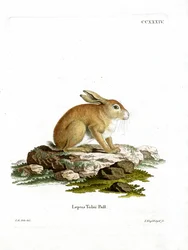 Tolai-Hase