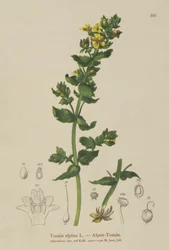 Tozzia (Tozzia alpina)