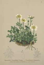 Traunfellners Hahnenfuß (Ranunculus Traunfellneri)
