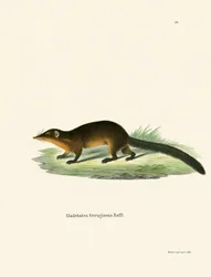 Spitzhörnchen