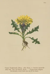Triglav-Greiskraut