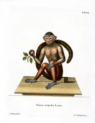 Gehaubter Kapuziner