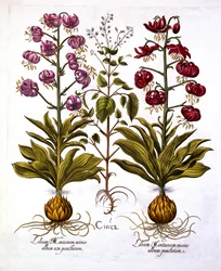 Türkenbundlilie und Hexenkraut, aus Hortus Eystettensis, von Basil Besler, veröffentlicht 1613