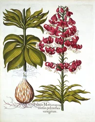 Türkenbundlilie, aus Hortus Eystettensis, von Basil Besler, 1613