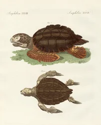 Schildkröten von phänomenaler Größe