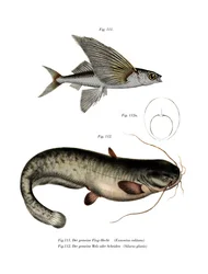 Zweiflügeliger Fliegender Fisch