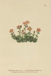 Zweiblütiger Steinbrech (Saxifraga biflora)