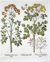 Zwei Arten von Wiesenraute und Lerchensporn, aus Hortus Eystettensis, von Basil Besler, veröffentlicht 1613