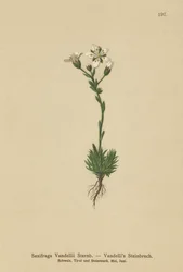 Vandellis Steinbrech