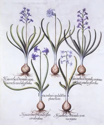 Hyazinthenarten mit Zwiebel, aus Hortus Eystettensis, von Basil Besler, veröffentlicht 1613