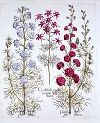 Ritterspornsorten, aus Hortus Eystettensis, von Basil Besler, 1613