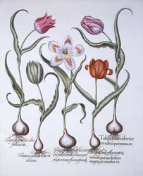 Tulpenarten, aus Hortus Eystettensis, von Basil Besler, 1613
