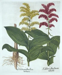 Veratrum, aus "Hortus Eystettensis" von Basil Besler