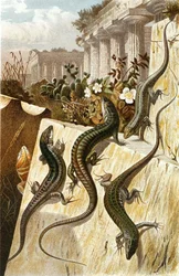 Mauereidechse, Tafel aus "Brehms Tierleben: Allgemeine Kunde des Tierreichs", Bd.7, S.151, veröffentlicht vom Bibliographischen Institut