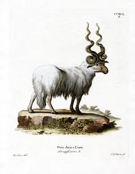 Wallachenschaf