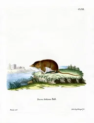 Wasserspitzmaus