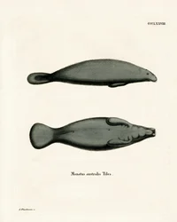 Karibik-Manati