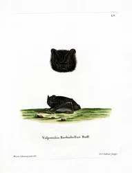 Westliche Barbastelle