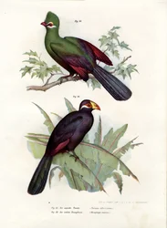 Weißhauben-Turako, 1864