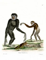 Weißhandgibbon