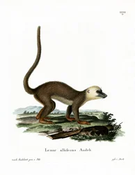 Weißkopflemur