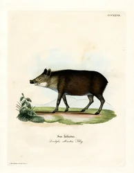 Weißbartpekari