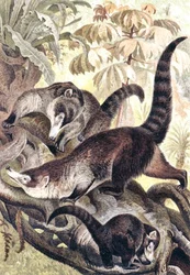 Weißnasen-Nasenbär, Tafel aus "Brehms Tierleben: Allgemeine Kunde des Tierreichs", Bd.2, S.278, veröffentlicht vom Bibliographischen Institut